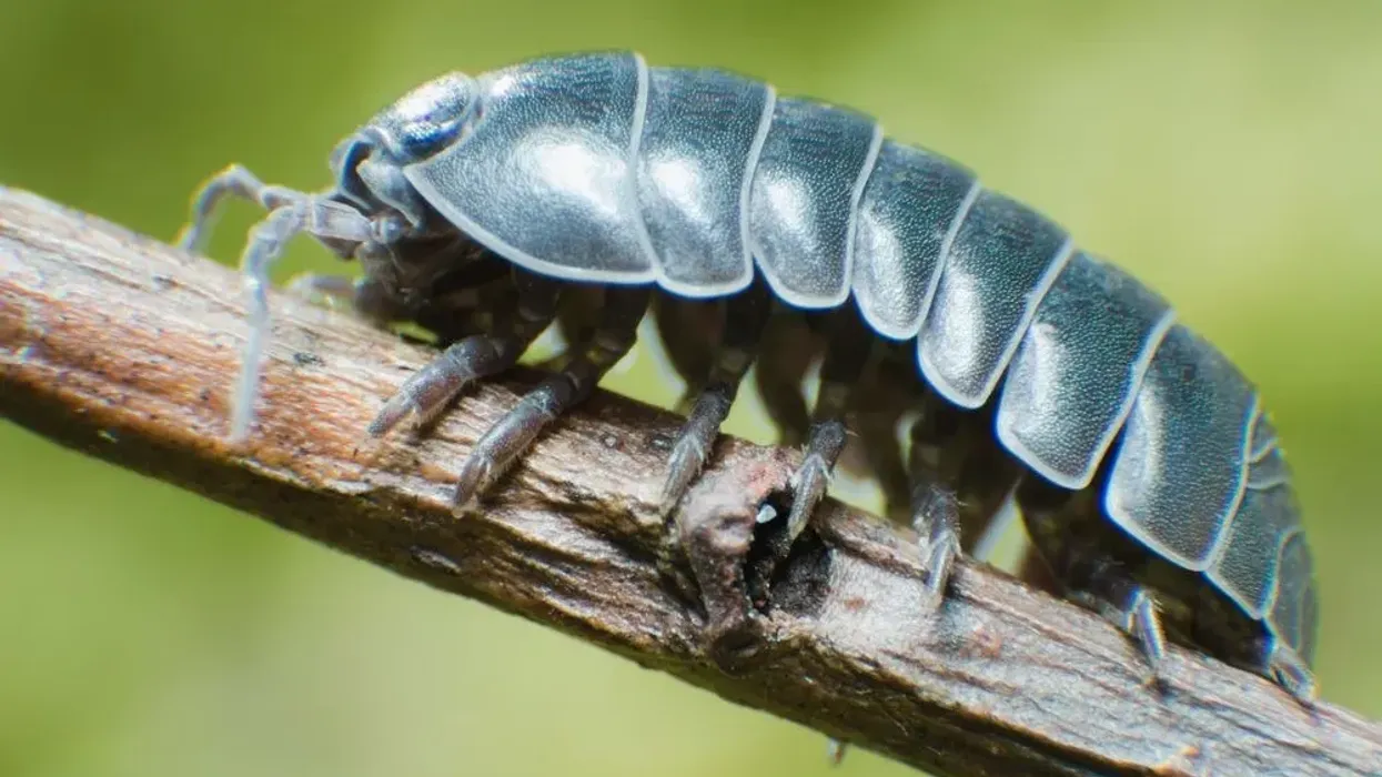Pill bug facts in this article are fun to know.