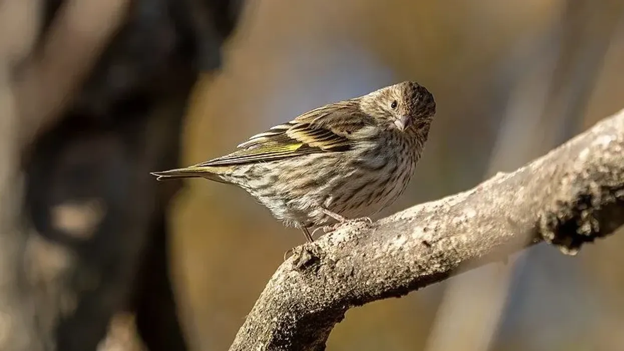 Pine Siskin facts truly describe their harmonious voice and little size.