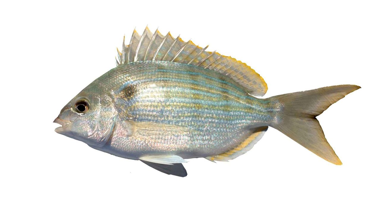 Pinfish facts about a unique fish species.