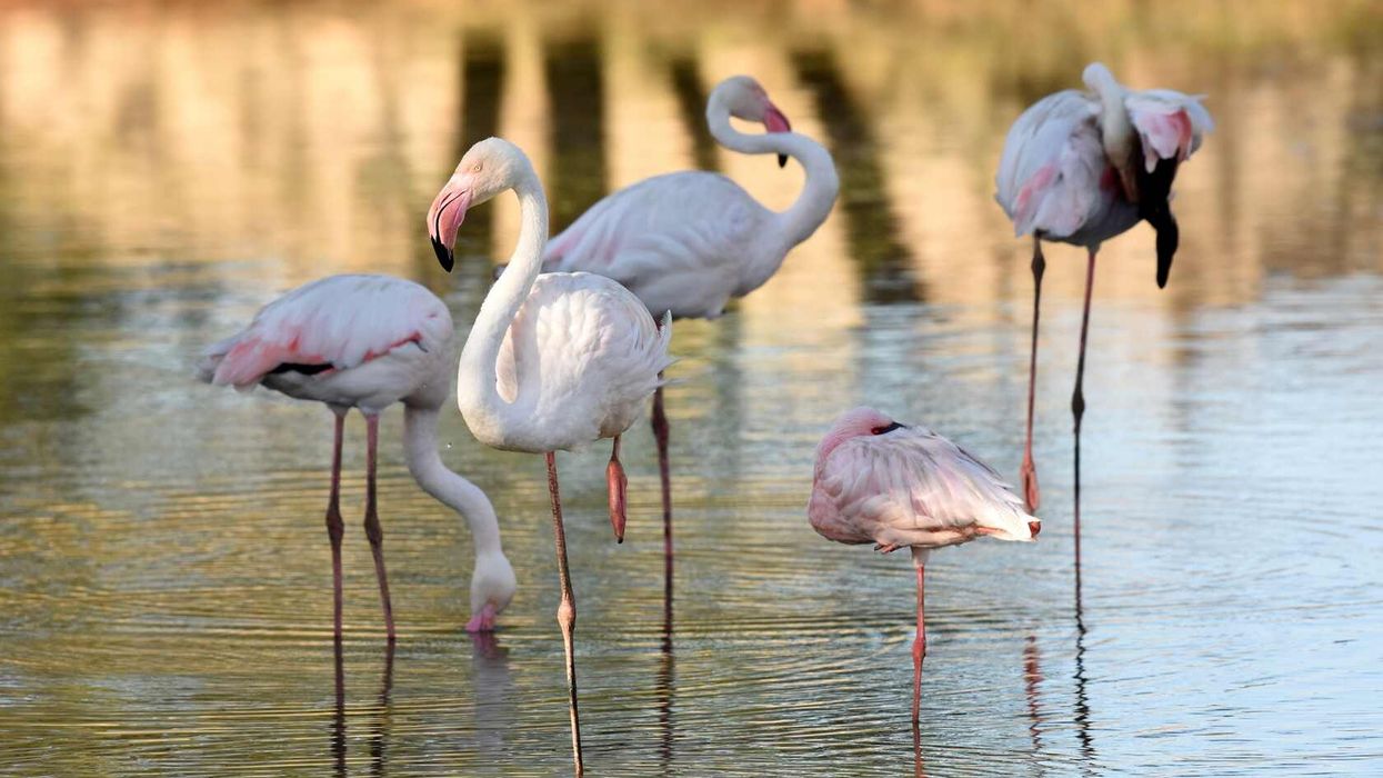 Pink and white flamingos standing resting.