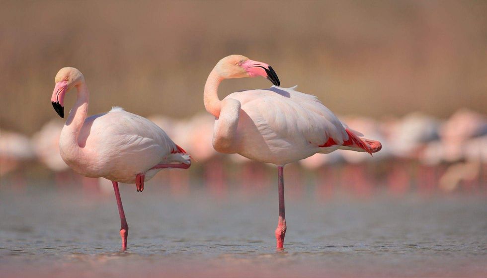 Pink big birds Greater Flamingos.