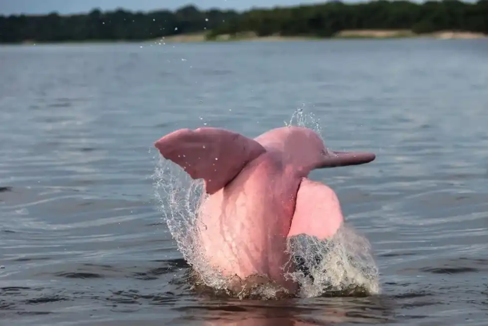 Pink dolphin facts will help you know more about the Ganges river dolphin.