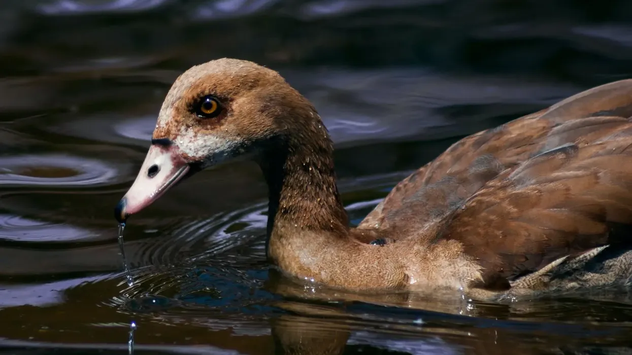 Pink-headed duck facts are about a supposedly extinct waterfowl.