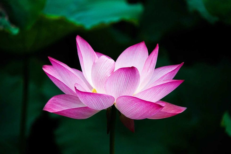 pink is the hue of universal love and oneself