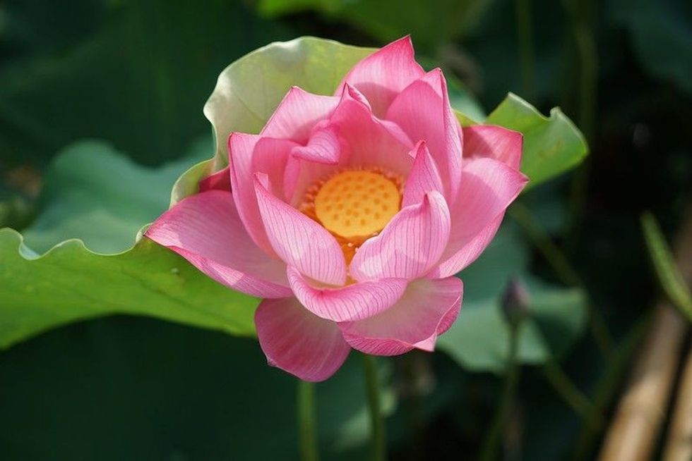 Pink Lotus flower blooming in pond with green leaves.