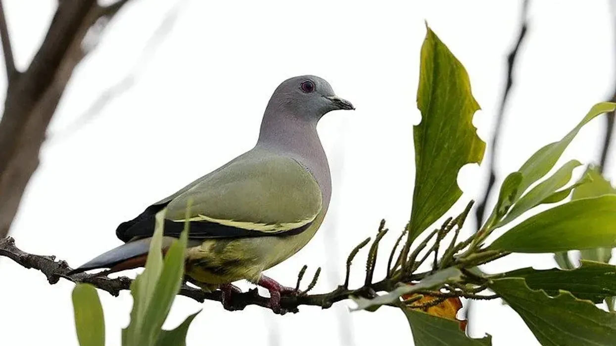 Pink necked green pigeon facts about the non-migratory bird species with its habitat in tropical moist lowland.