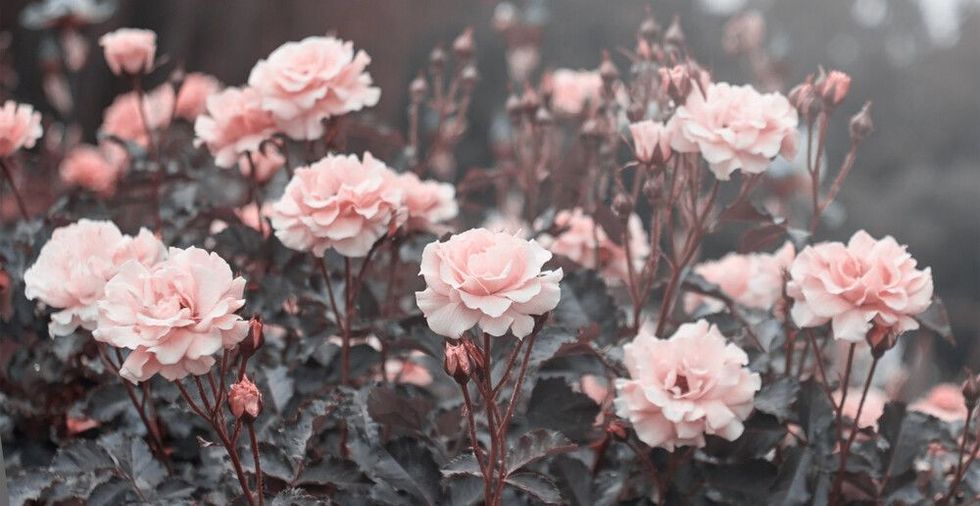 Pink roses in the garden of pink roses.