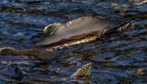 Pink salmon facts on the Alaska pink salmon species.