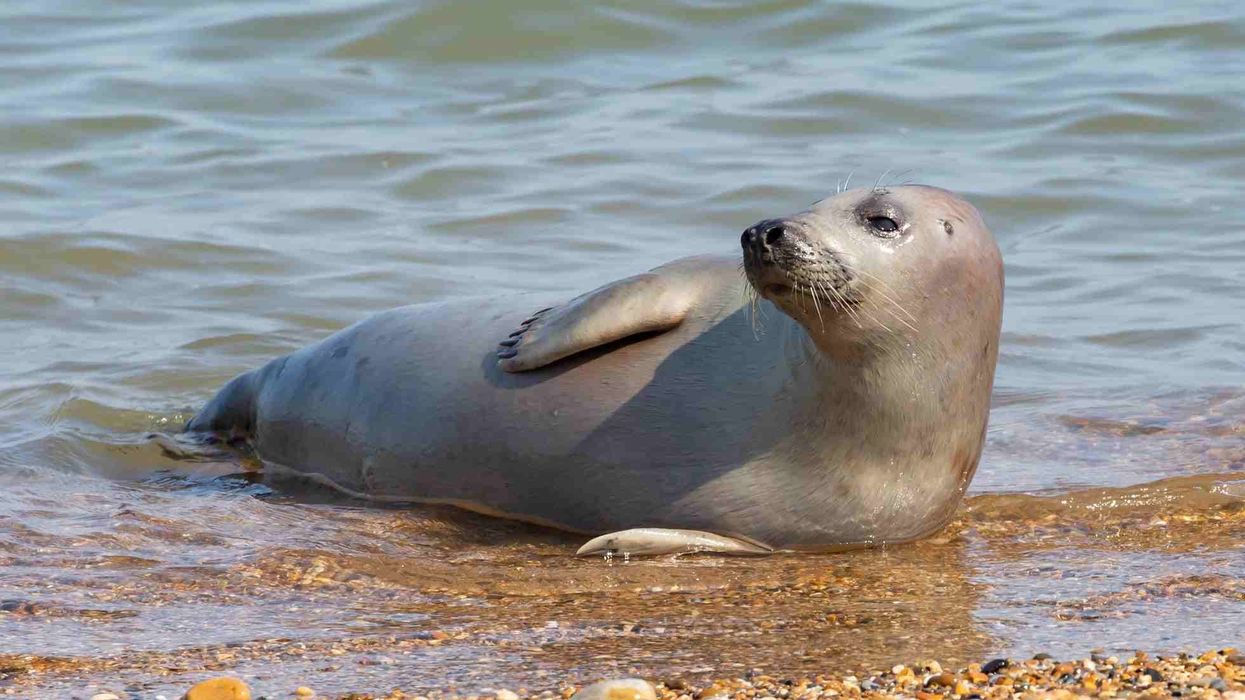 Pinniped facts to learn about this type of seal.