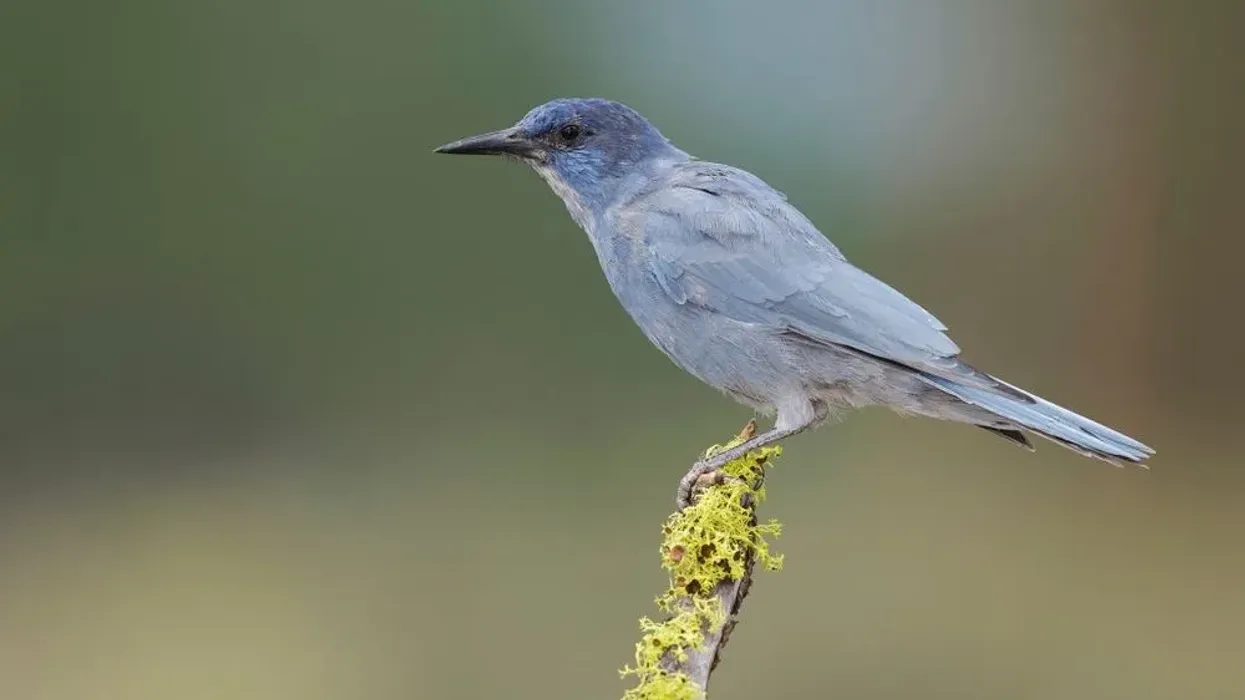 Pinyon jay facts like it is a species of jay found in North America are interesting.