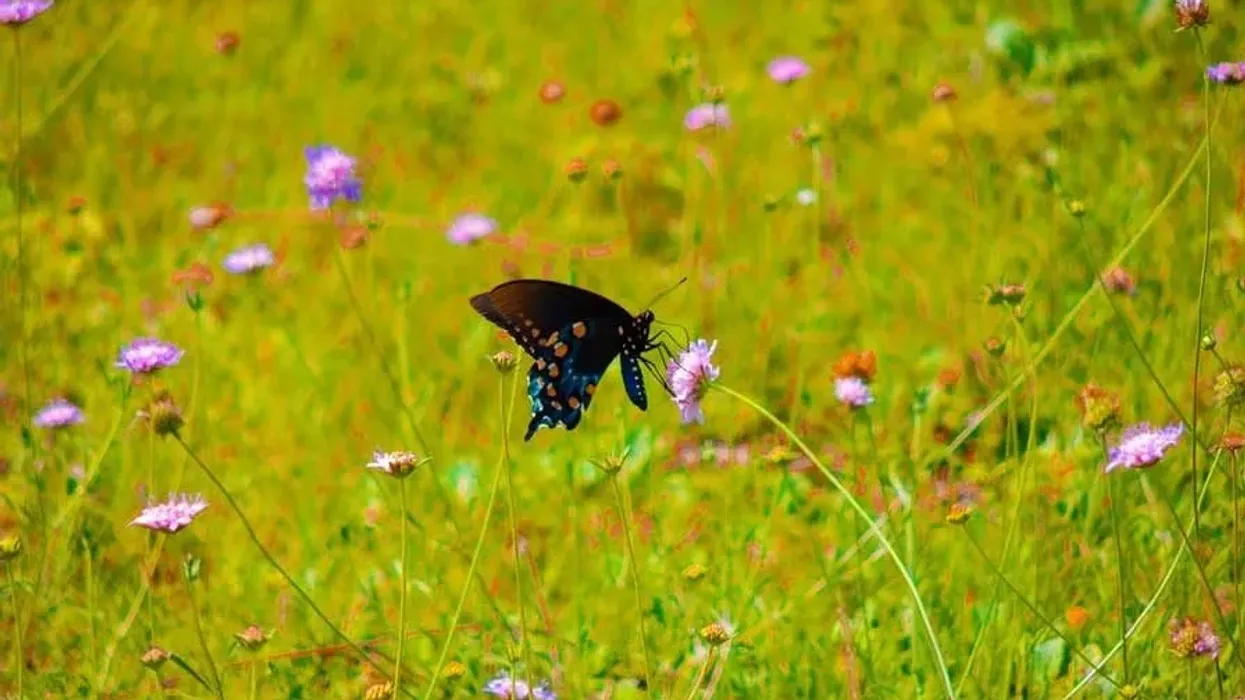 Pipevine swallowtail facts are fun to read