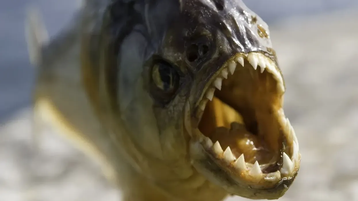 Piranha fish facts are educational!