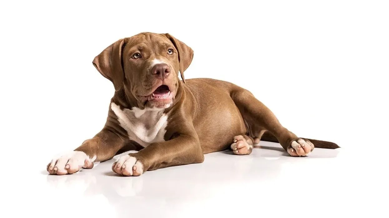 Pit Bull facts about the aggressive fighting American dog breed.