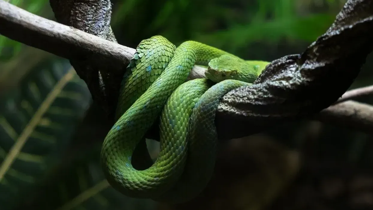 Pit Viper facts are interesting for snake enthusiasts.