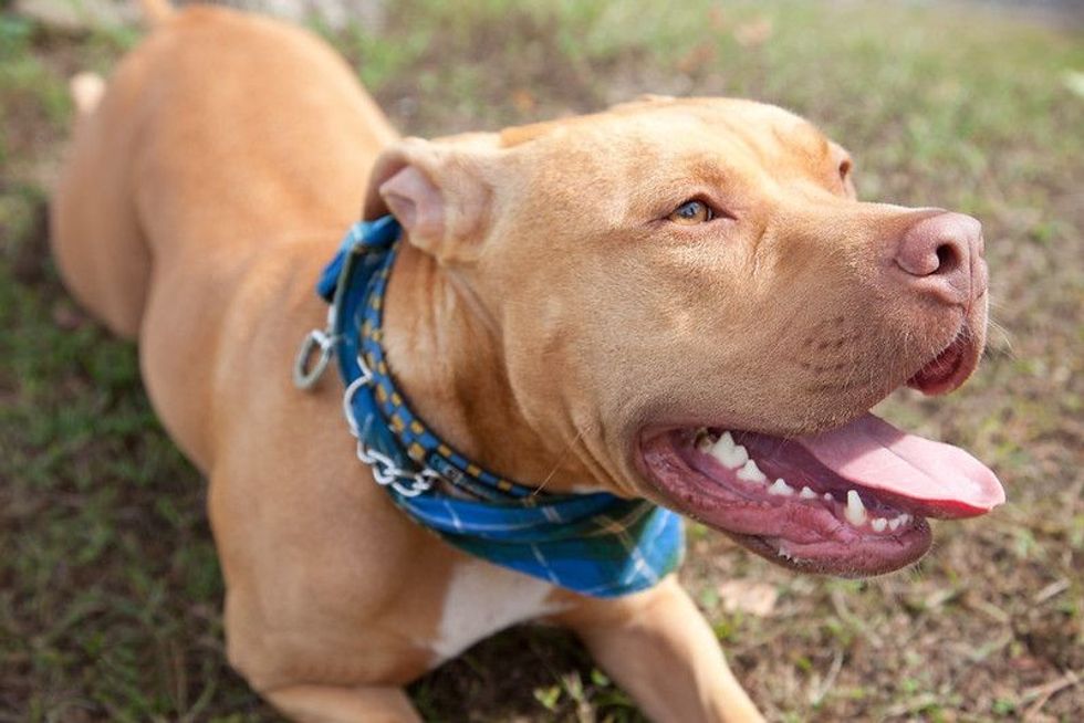 Pitbull Mastiff mix dog 