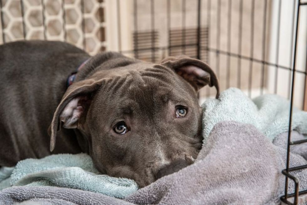 pitbull puppy lays in blankets while in her crate