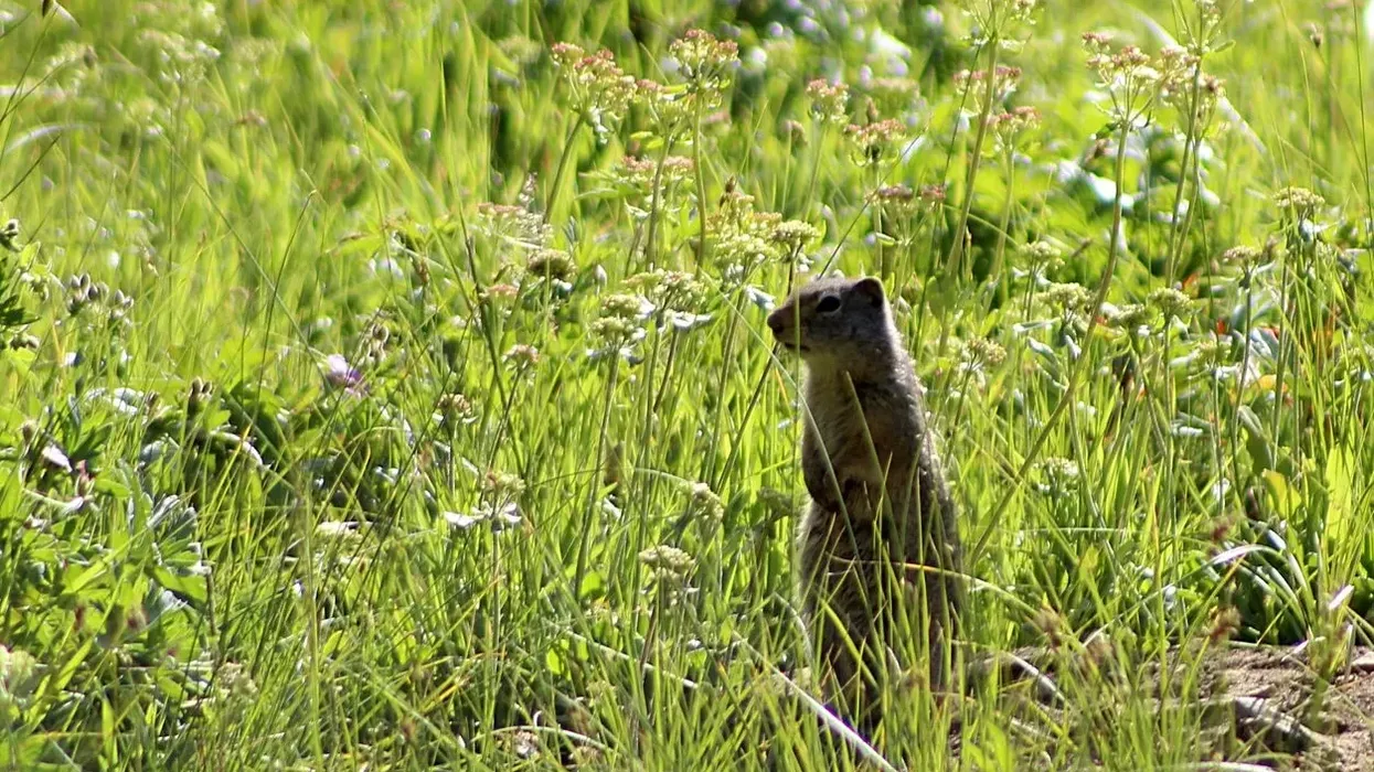 Piute Ground Squirrel facts are extremely diverse and interesting to read.