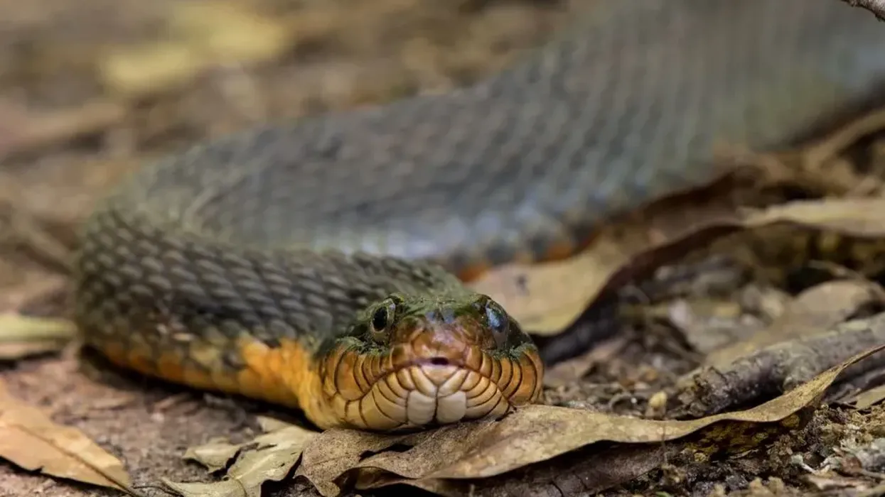 Plain-bellied water snake facts talk about the scales of these snakes.