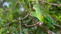 Plain Parakeet facts about the species common in urban areas.