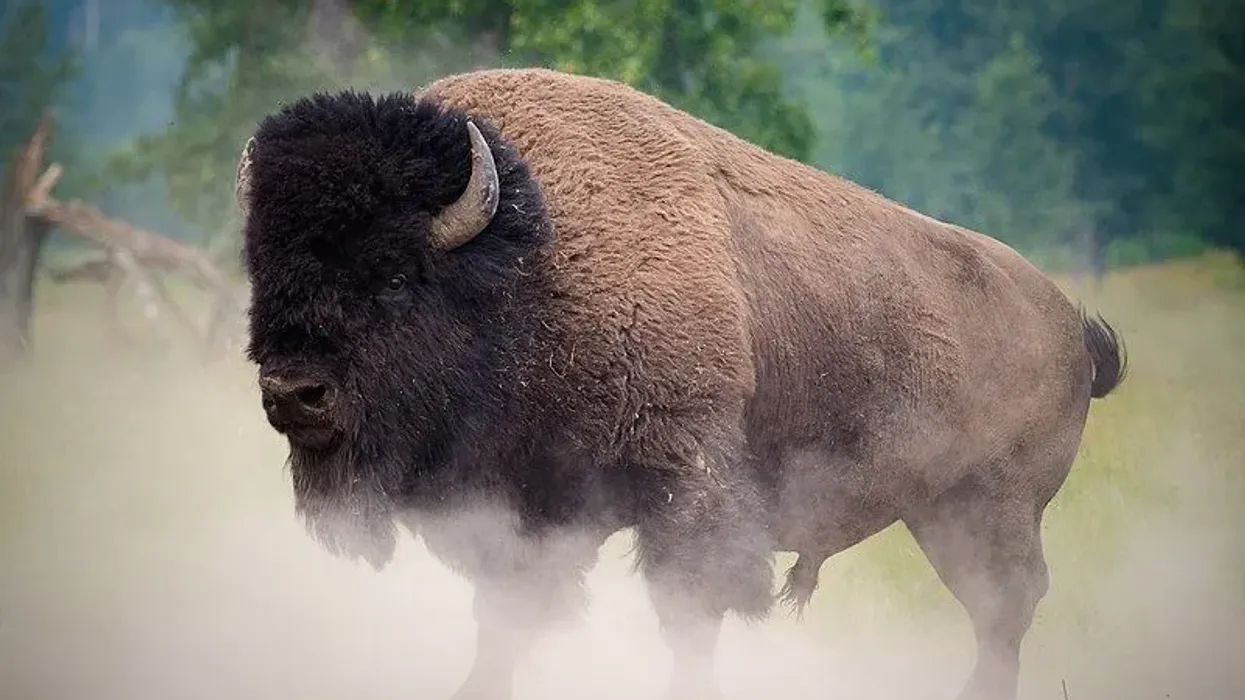 Plains bison facts for kids are interesting!