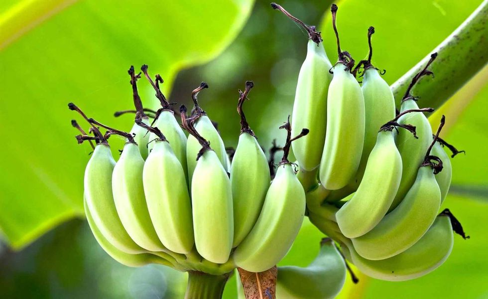 Plantains belong to the same family as bananas