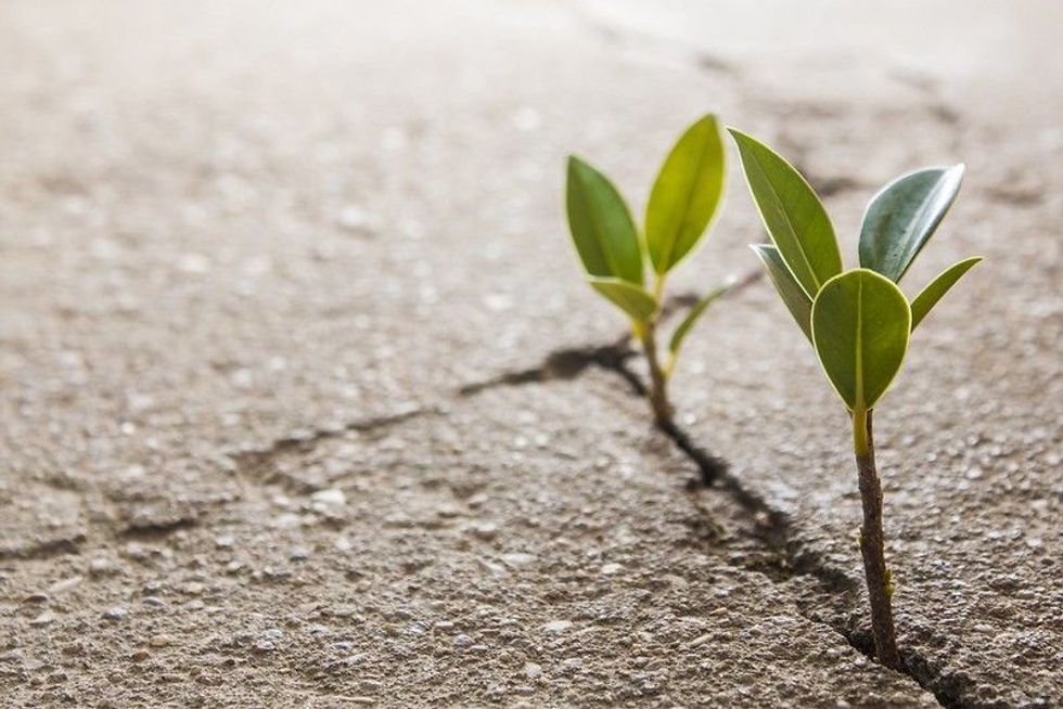 Plants growing through crack in pavement