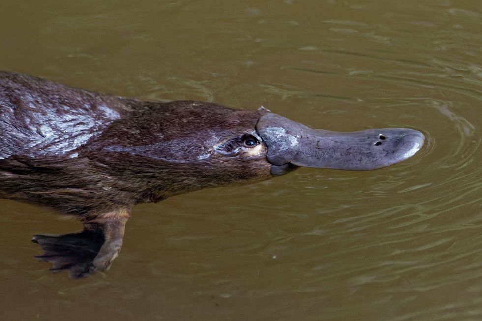Platypus in water.