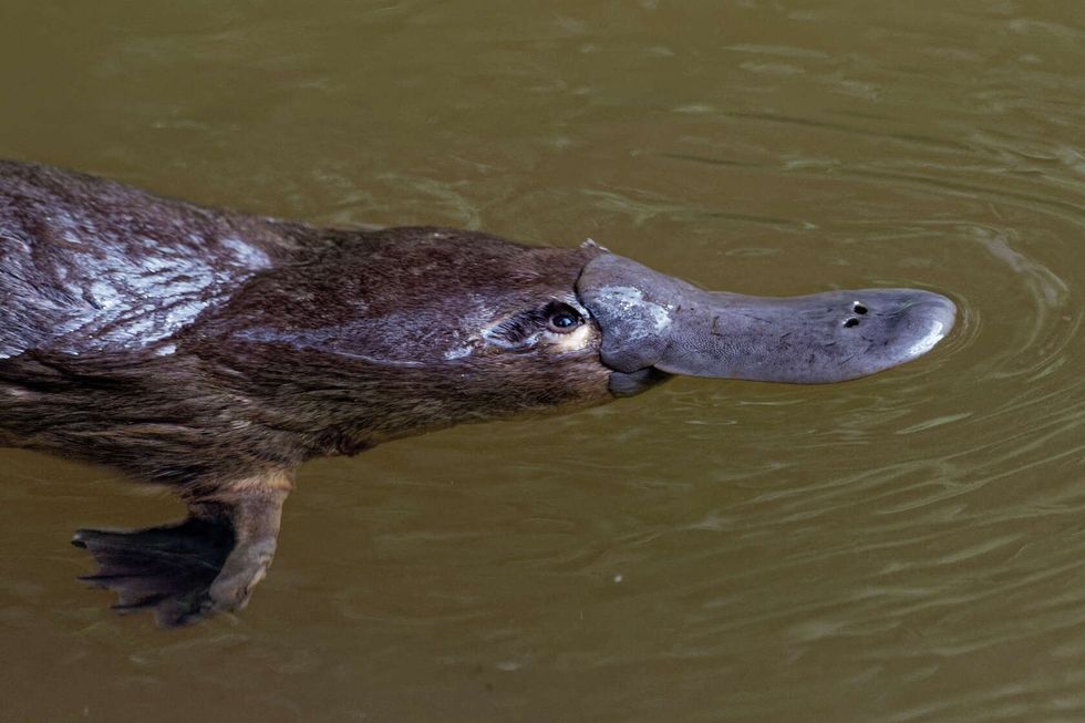 Platypus in water.