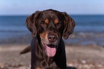 Playful male, young, brown hunting Pointer dog on the beach in Corsica