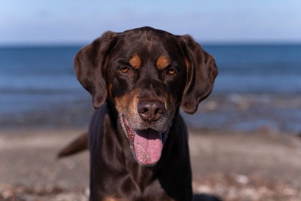 Playful male, young, brown hunting Pointer dog on the beach in Corsica