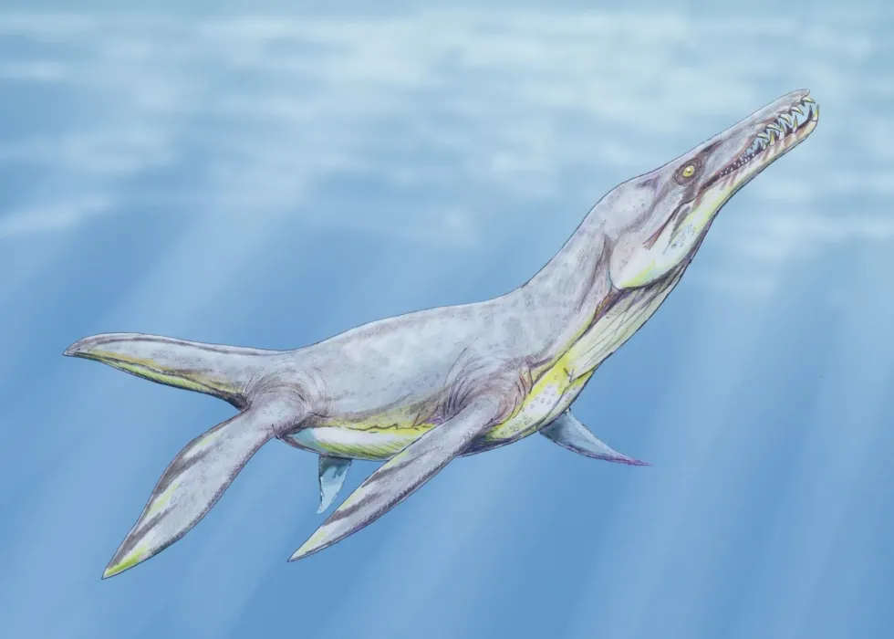 Plesiopleurodon facts include that this species is a member of the family Polycotylidae that used to thrive in marine environments of North America.