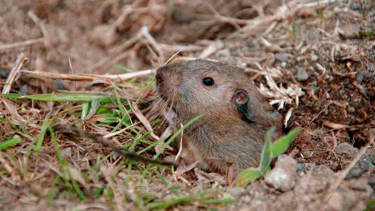 Pocket gopher facts help us to learn more about rodents