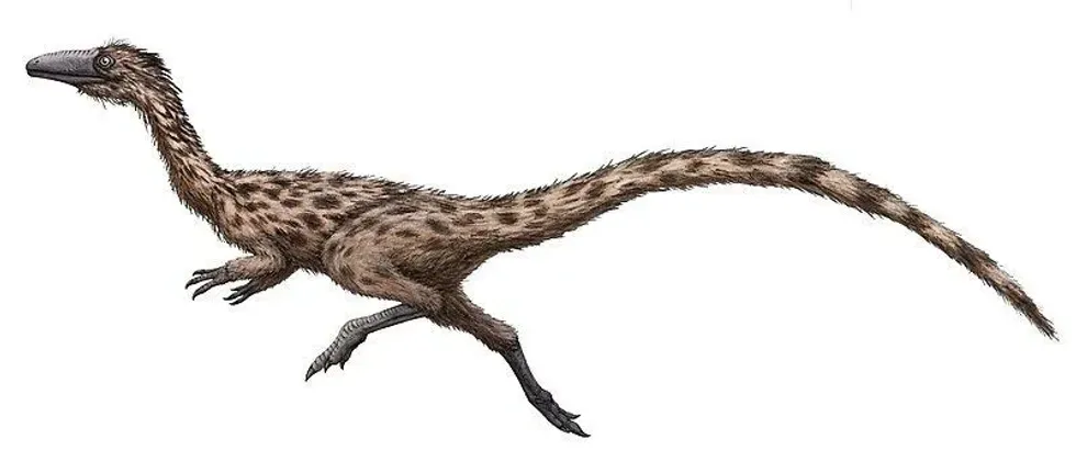 Podokesaurus facts include that its name means 'swift-footed lizard' and it had similar features to the Coelophysis as revealed from the fossil remains.