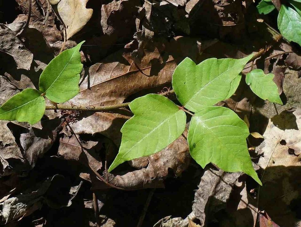 Poison ivy is a vine-like plant