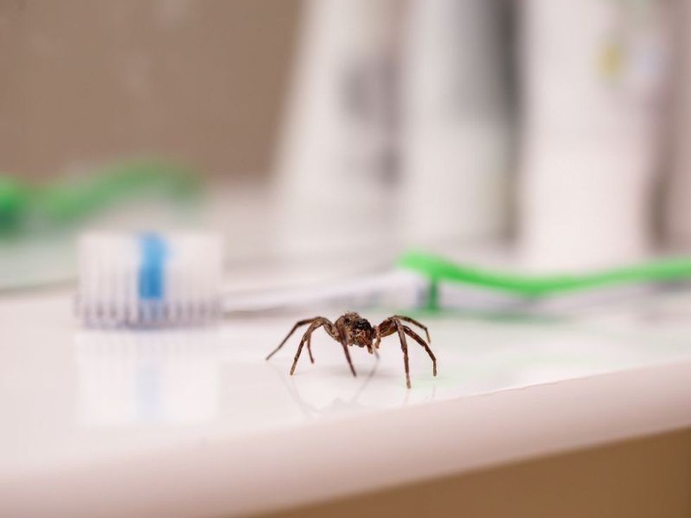 Why Are There So Many Spiders In My House? Should I Let Them Stay? Kidadl