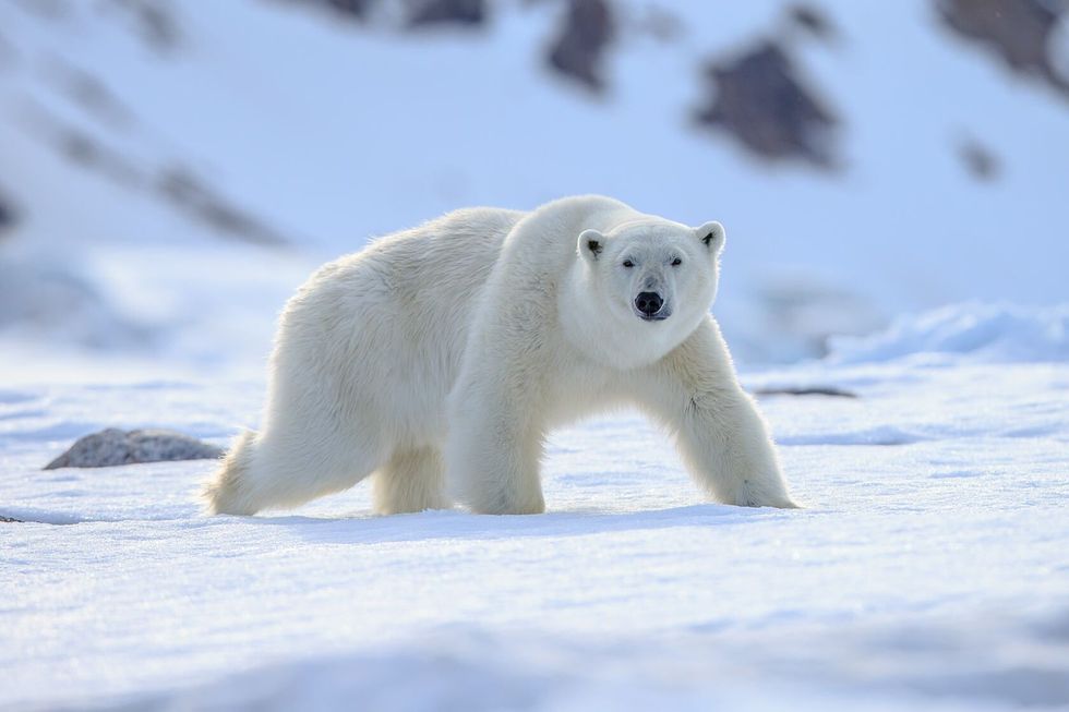 Polar Bear in snow.