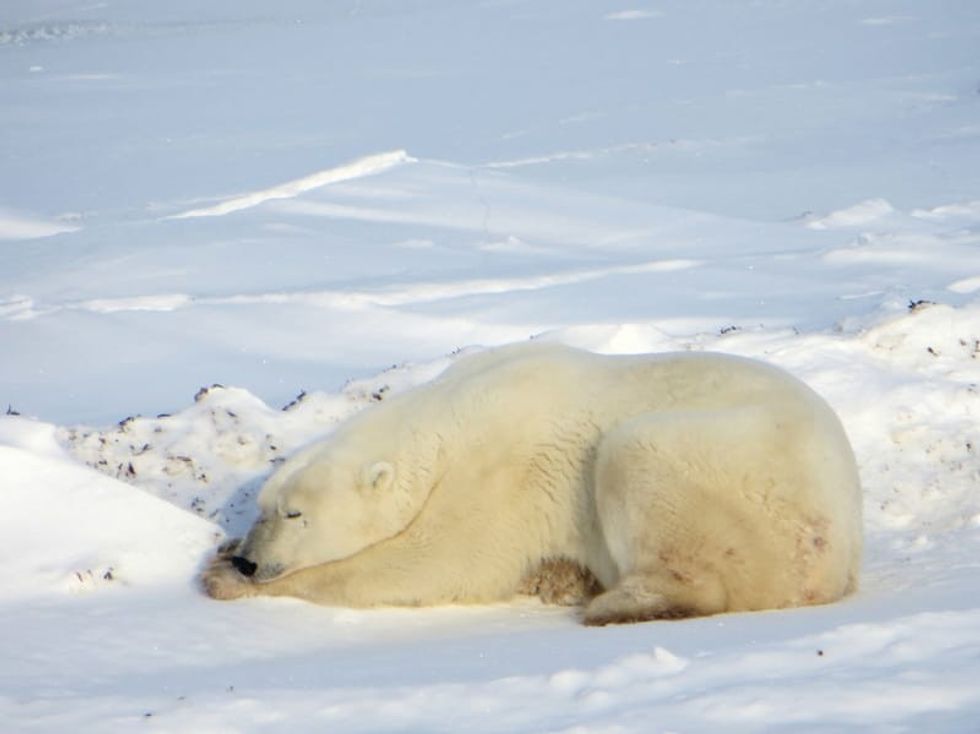 Fun Polar Bear Facts For Kids 