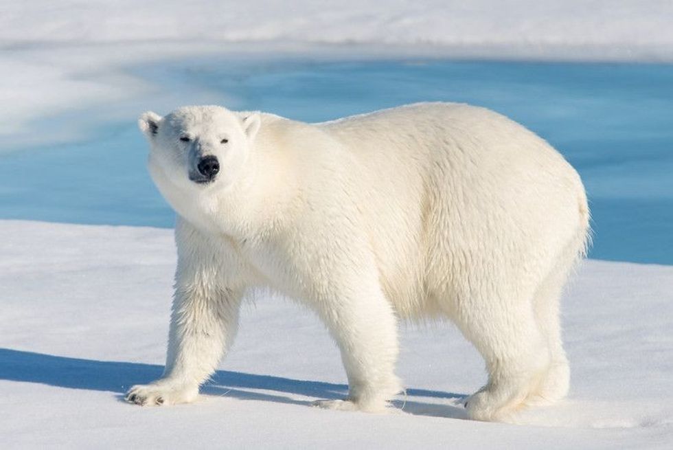 Polar bear on ice surface