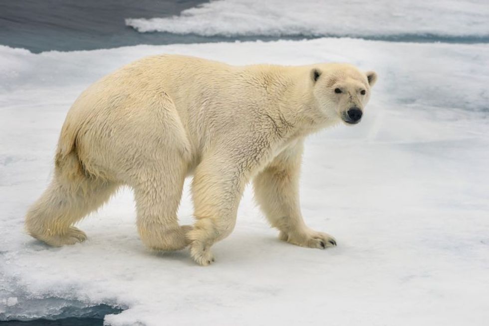 polar bear walking on ice