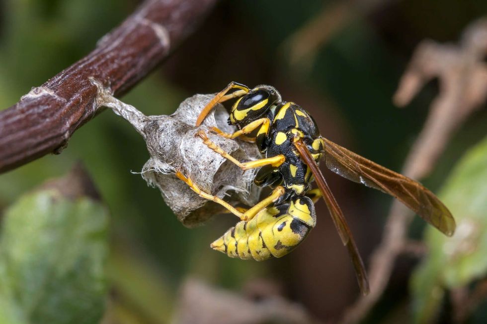 Polistes dominula paper wasp building the nest.