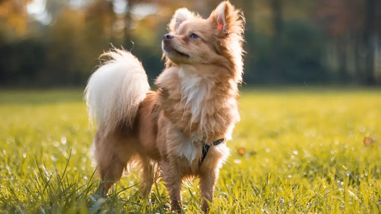 Pomchi facts and information are highly interesting.