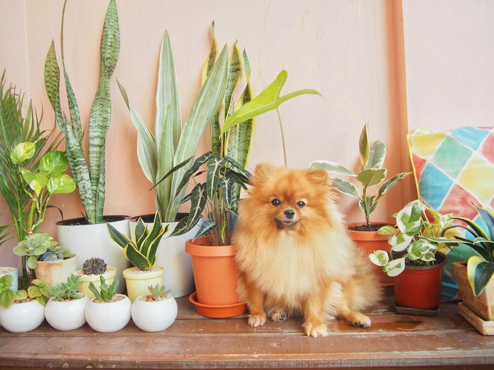 Pomeranian​ cute​ dog​ ​sitting on a wooden table.