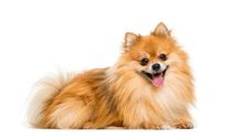 Pomeranian sitting and smiling