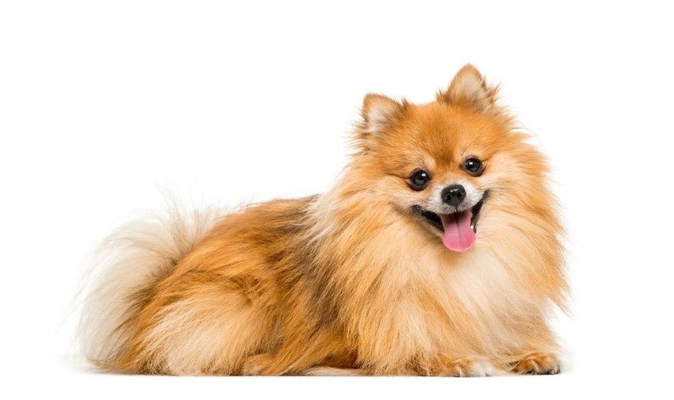 Pomeranian sitting and smiling