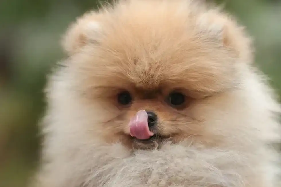 Pomeranians belong to the same family as Alaskan huskies.