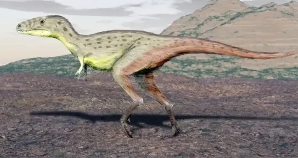 Ponder upon fun and interesting Raptorex dinosaur facts about the Tyrannosaur dinosaur that evolved nearly 125 million years ago.