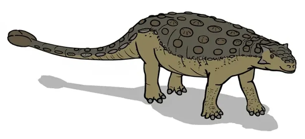 Ponder upon these fun and interesting Tarchia facts about the herbivorous ankylosaur discovered in Khulsan in the early 1970s.