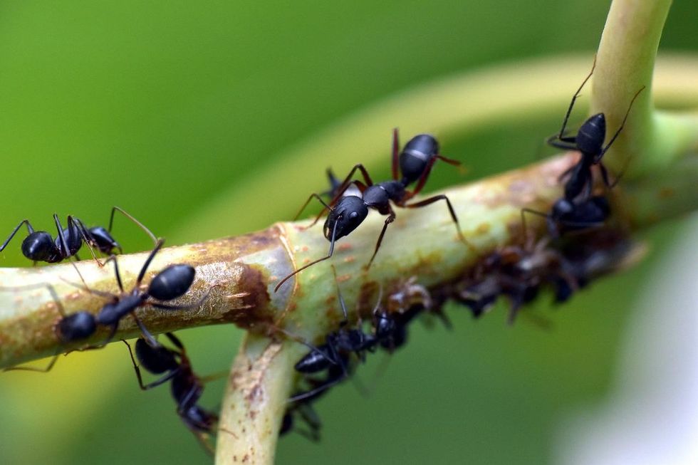 Popular ant names include worker ants, fire ants, carpenter ants, Argentine ants, and queen ants.