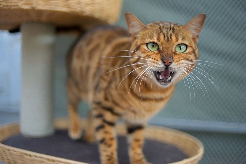 Portrait of a Bengal cat meowing