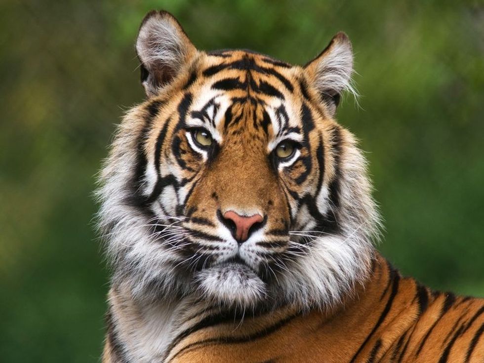 Timeless Tiger Tips You Should Know: Do Tigers Have Striped Skin? 